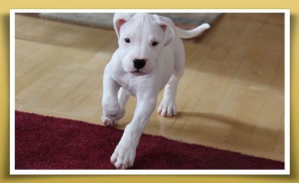 Dream Dogos - Dogo Argentino Breeder