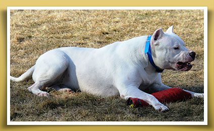 Dream Dogos - Dogo Argentino Breeder