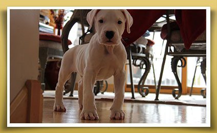 Dream Dogos - Dogo Argentino Breeder