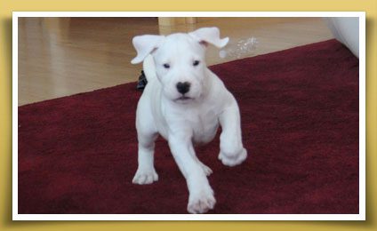 Dream Dogos - Dogo Argentino Breeder