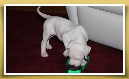 Dream Dogos - Dogo Argentino Breeder