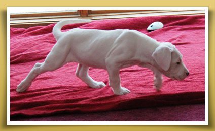 Dream Dogos - Dogo Argentino Breeder
