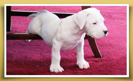 Dream Dogos - Dogo Argentino Breeder