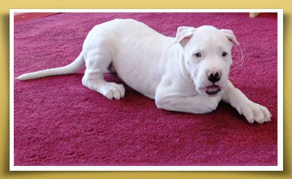 Dream Dogos - Dogo Argentino Breeder