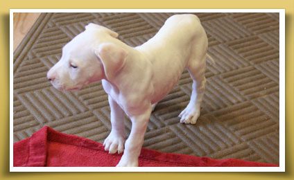 Dream Dogos - Dogo Argentino Breeder