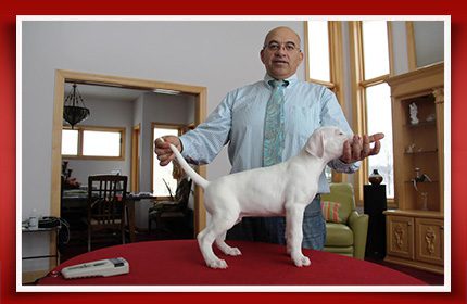 An image of a Dogo Argentino breeder