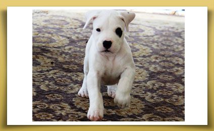 Dream Dogos - Dogo Argentino Breeder