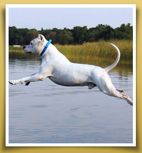 Dream Dogos - Dogo Argentino Breeder