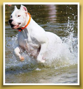 Dream Dogos - Dogo Argentino Breeder