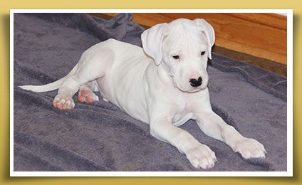 Dream Dogos - Dogo Argentino Breeder