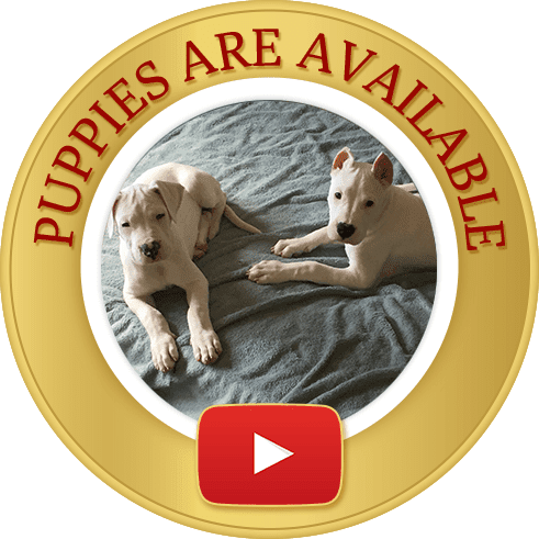 Dream Dogos - Dogo Argentino Breeder