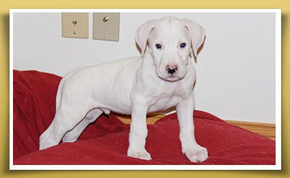 Dream Dogos - Dogo Argentino Breeder