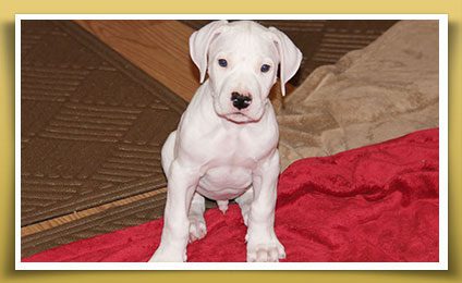 Dream Dogos - Dogo Argentino Breeder