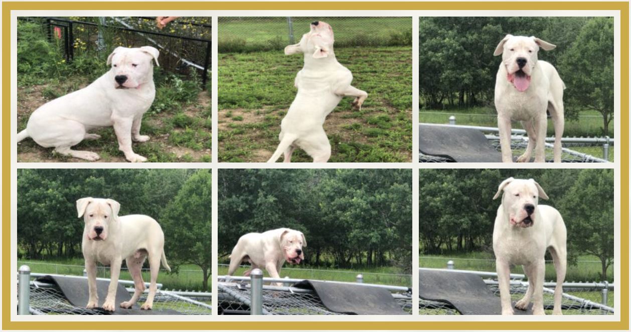 A collage of pictures with dogs playing and jumping.