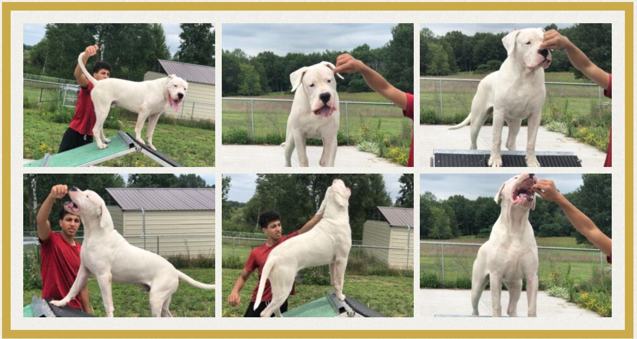 A collage of pictures with a dog standing on its hind legs.
