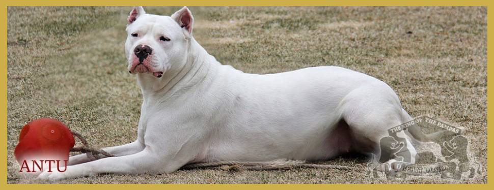 A white dog laying on the ground in a field.
