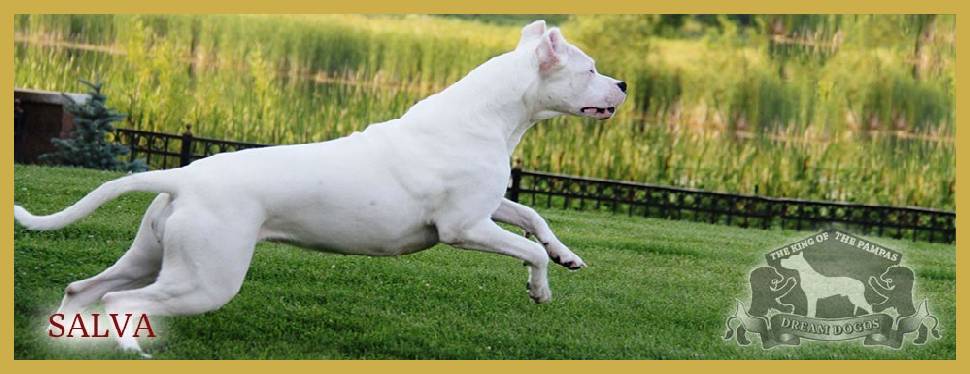A white dog is running in the grass.