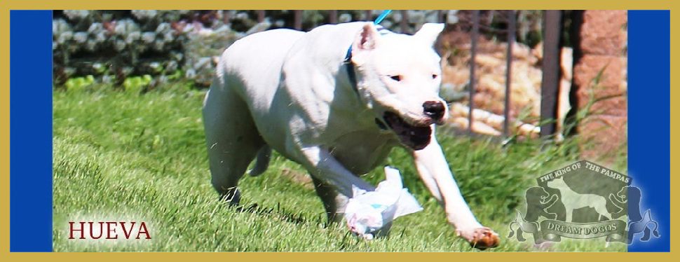 A white dog running in the grass with its mouth open.