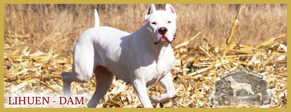 A white dog standing in the grass near some leaves.
