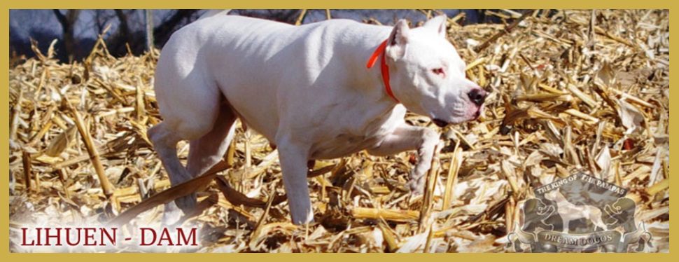 A white dog with red collar walking in the grass.