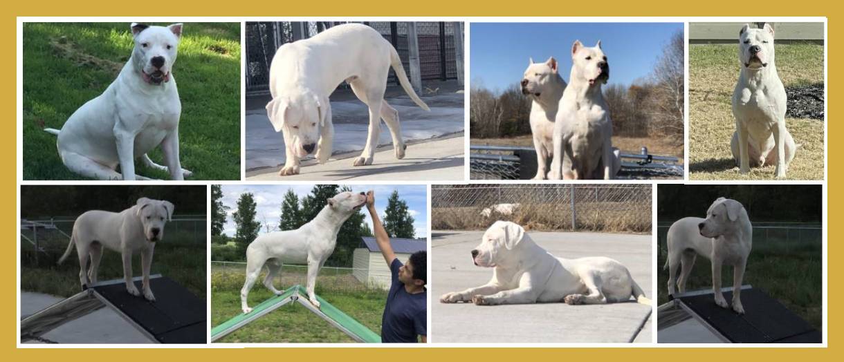 A collage of pictures with different dogs.