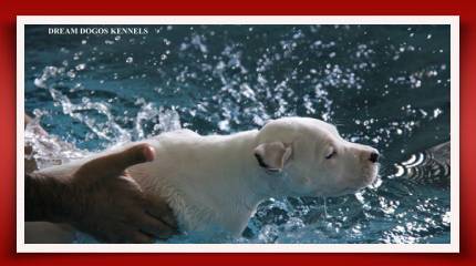 A white dog swimming in the water with its head above the water.