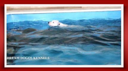 A dog swimming in the water with his head above the water.