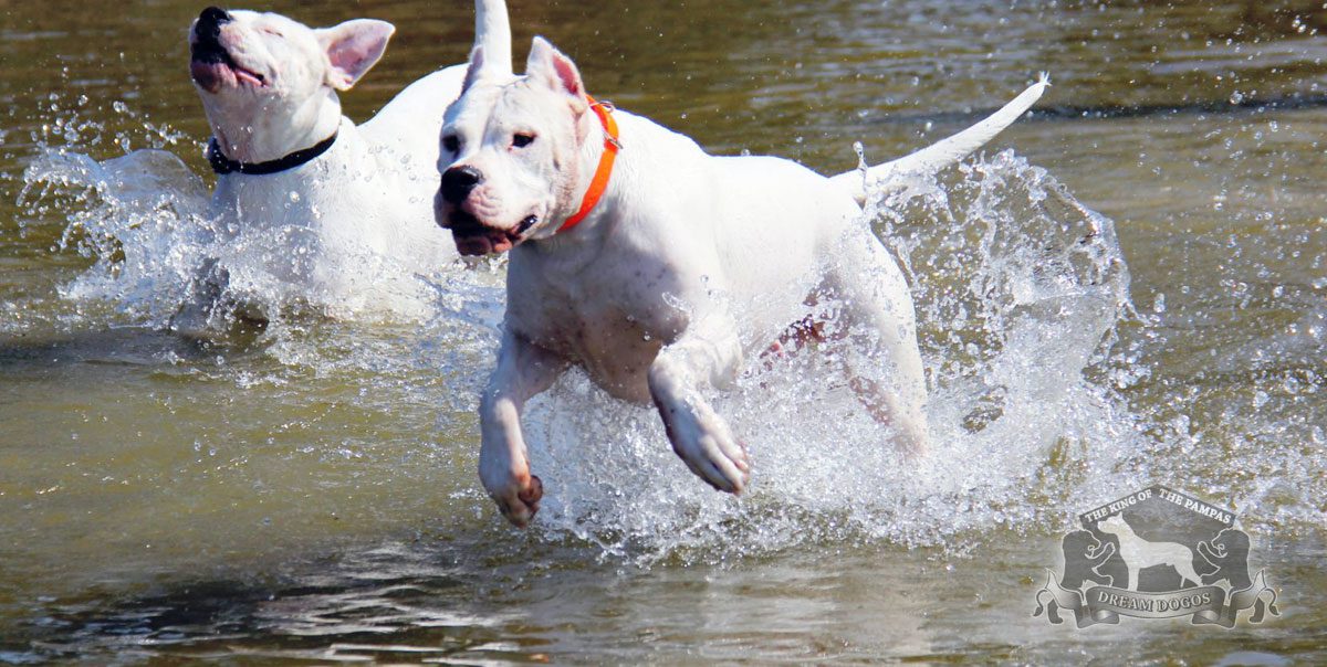 Two dogs running through water in a lake.