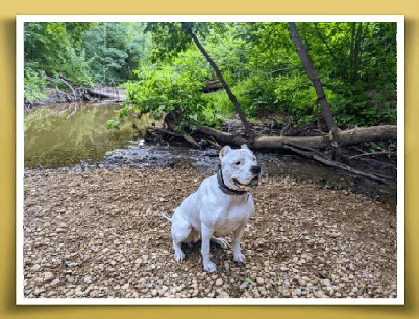 A white dog sitting in the dirt near some trees.