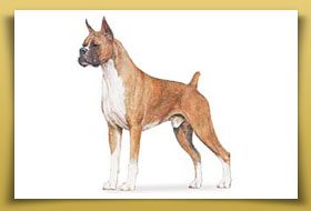 Dream Dogos - Dogo Argentino Breeder