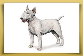 Dream Dogos - Dogo Argentino Breeder