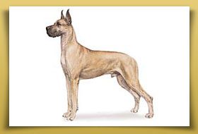 Dream Dogos - Dogo Argentino Breeder