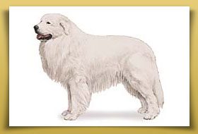 Dream Dogos - Dogo Argentino Breeder