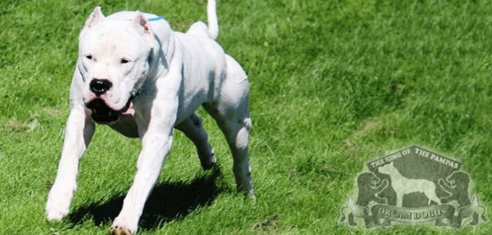 A white dog is playing with a cat in the grass.