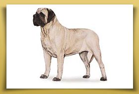 Dream Dogos - Dogo Argentino Breeder