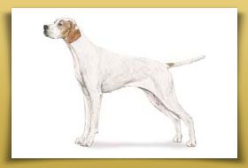 Dream Dogos - Dogo Argentino Breeder
